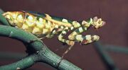 American banded flower mantis (SciiFii)