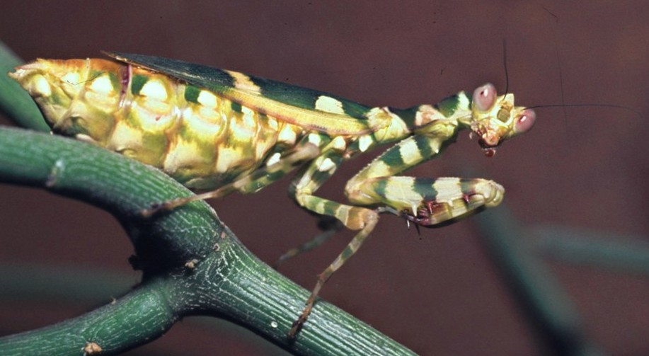 American banded flower mantis, SciiFii Wiki