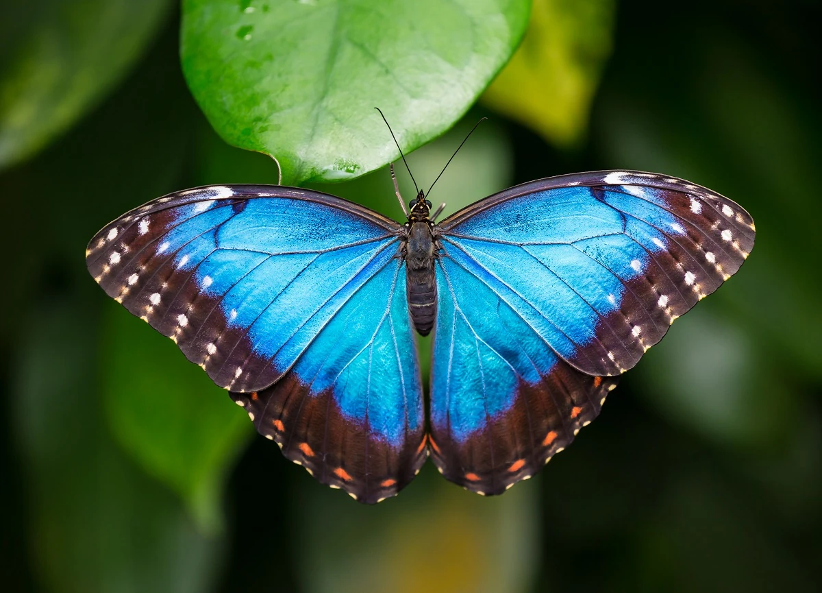 Morpho様 preserved pearl morpho | morpho sulkowski black background