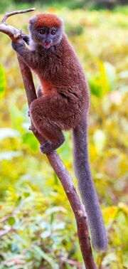 American bamboo lemur (SciiFii)