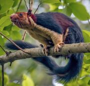 American giant squirrel (SciiFii)