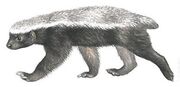 American honey badger (SciiFii)