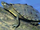 California map turtle