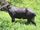 Asian dwarf tapir
