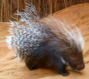 American crested porcupine (SciiFii)