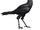Bootie bird