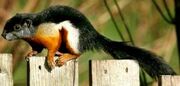 American red-fronted squirrel (SciiFii)