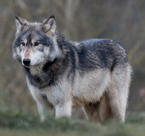 African gray wolf (SciiFii)
