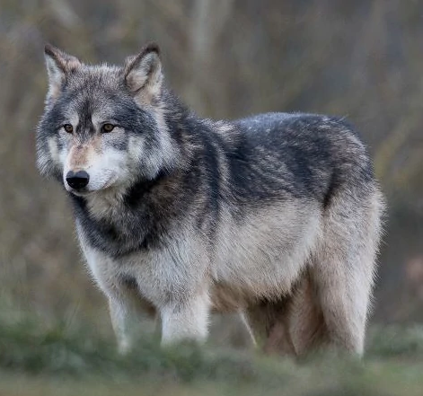 Northwestern wolf - Wikipedia