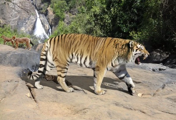 Ngandong tiger | SciiFii Wiki | Fandom