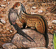American civet (SciiFii)