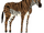 Banded zebra