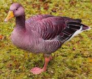 American greylag goose (SciiFii)