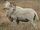 Woolly sheep