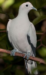 American imperial pigeon (SciiFii)