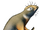 Wholfinch