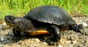 American pond turtle (SciiFii)