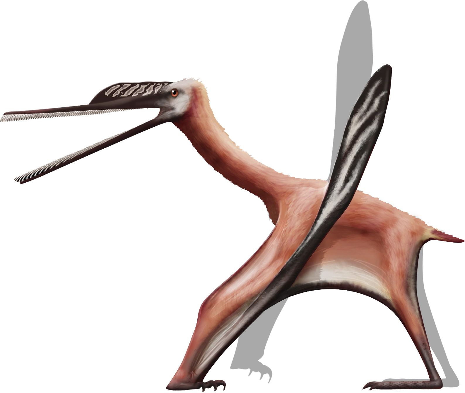 A new ctenochasmatid (Pterosauria, Pterodactyloidea) from the late Jurassic  of Uruguay - ScienceDirect