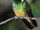 Whitetip hummingbird