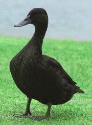 Western black duck (SciiFii)