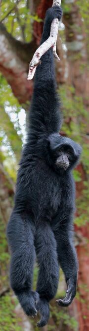 American gibbon (SciiFii)