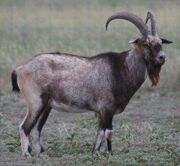 American ibex (SciiFii)