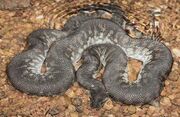 American file snake (SciiFii)