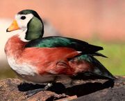 American pygmy goose (SciiFii)