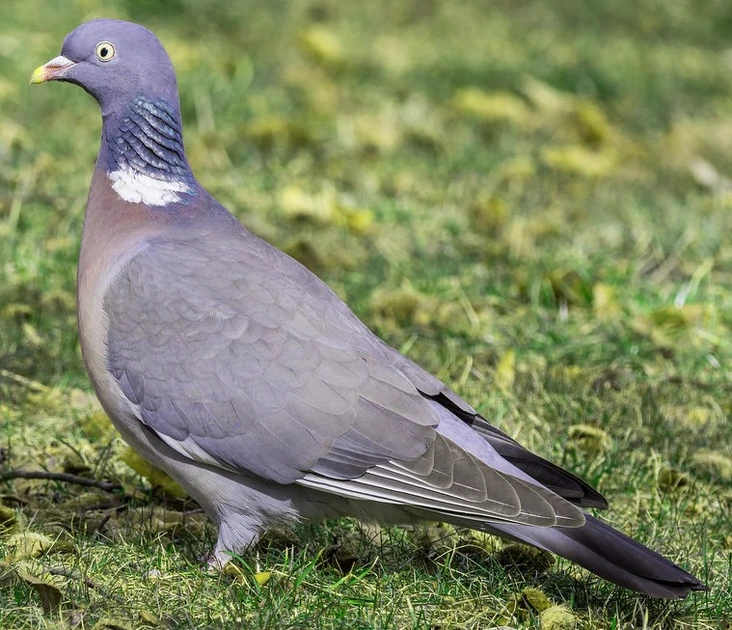 Appeau à Pigeons / Colombes – ACME Dove & Pigeon Call – Fabriqué En Angleterre