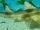 California bullhead shark
