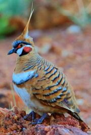 American brown crested pigeon (SciiFii)