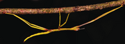 American rainbow stick insect (SciiFii)