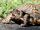 California box turtle