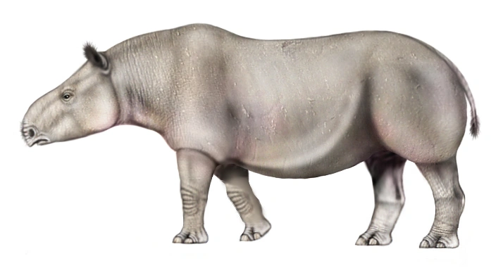 Subhyracodon SciiFii Wiki Fandom