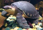 American pig-nosed turtle (SciiFii)