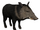 American warthog