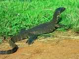 European monitor lizard
