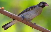 American honeyguide (SciiFii)