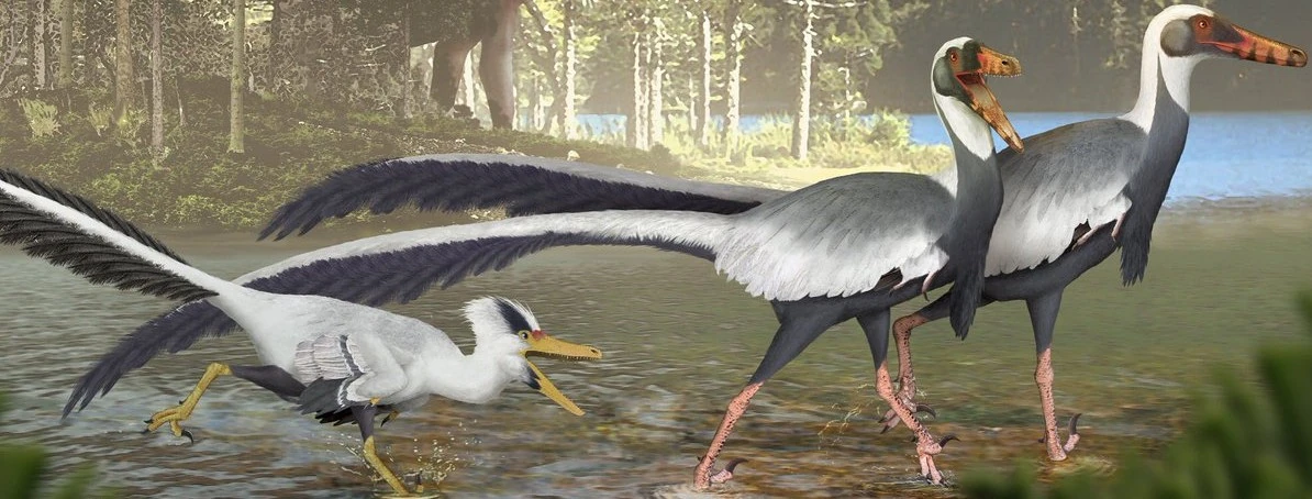 Unenlagia SciiFii Wiki Fandom