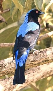 American fairy-bluebird (SciiFii)