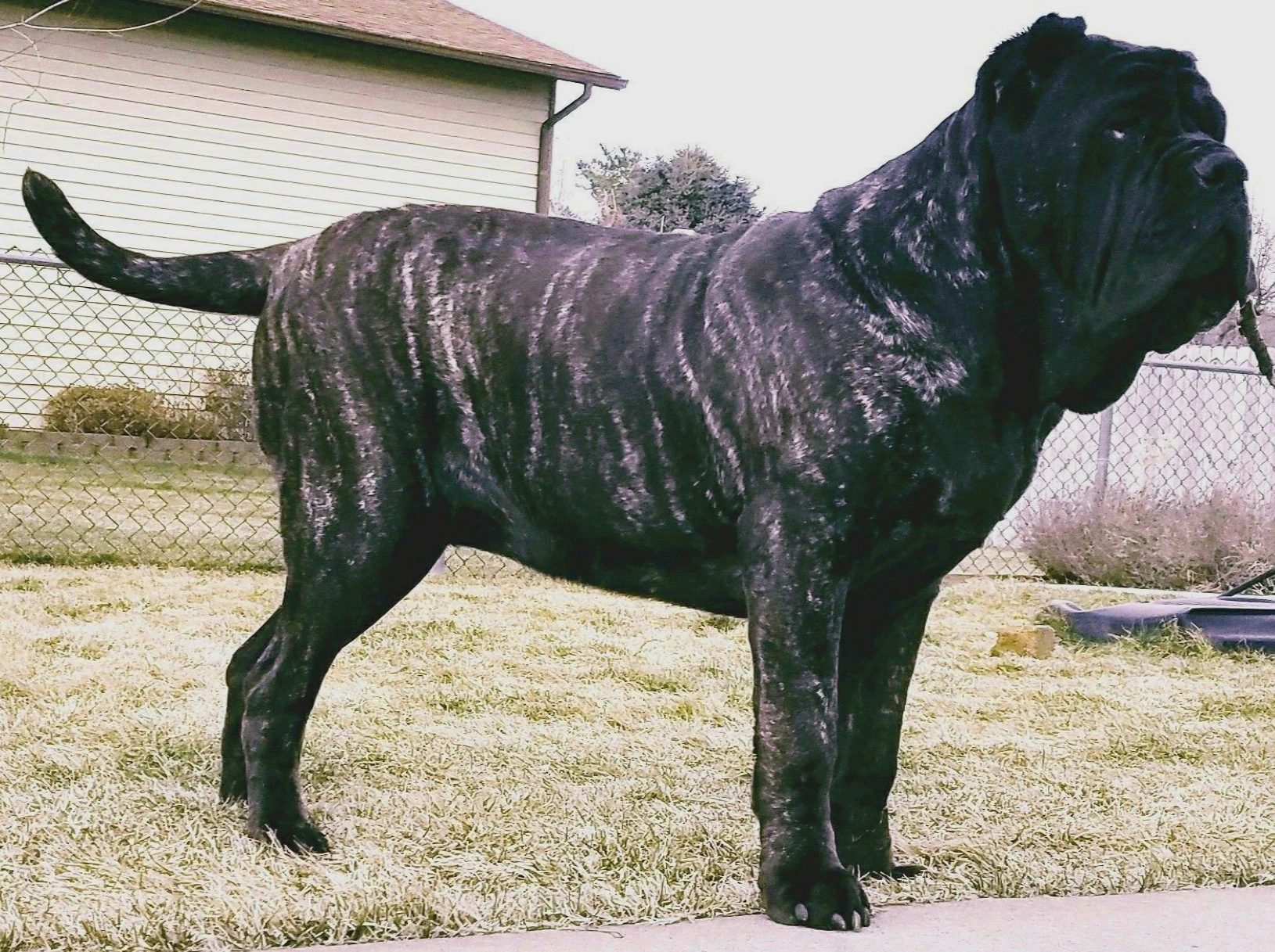 Molossus Dog