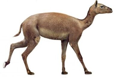 Titanotylopus nebraskensis image buy Uchytel