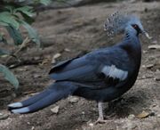 American crowned pigeon (SciiFii)