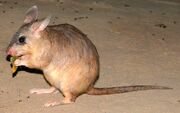 American jumping rat (SciiFii)