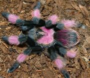 American pinkleg tarantula (SciiFii)