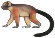 American patas lemur (SciiFii)