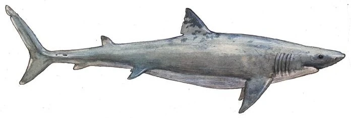 Cretalamna SciiFii Wiki Fandom