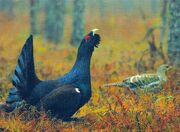 American capercaillie (SciiFii)