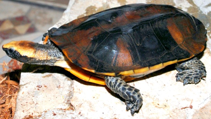 Twist-necked turtle - Wikipedia