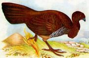 American megapode (SciiFii)